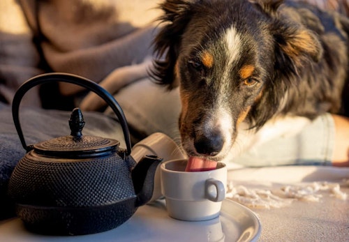 犬にお茶を飲ませても大丈夫 種類ごとのok Ng例と応急処置について解説 獣医師監修 わんクォール