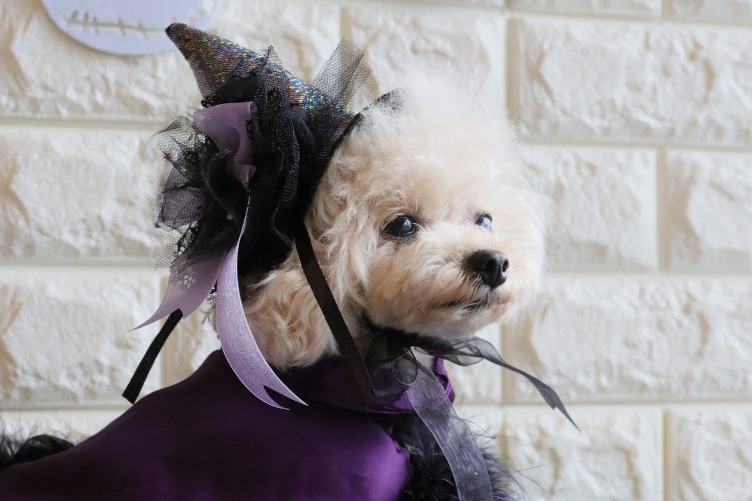 ハロウィン】市販の犬用魔女帽子を可愛く使いやすくアレンジ！〜リボン