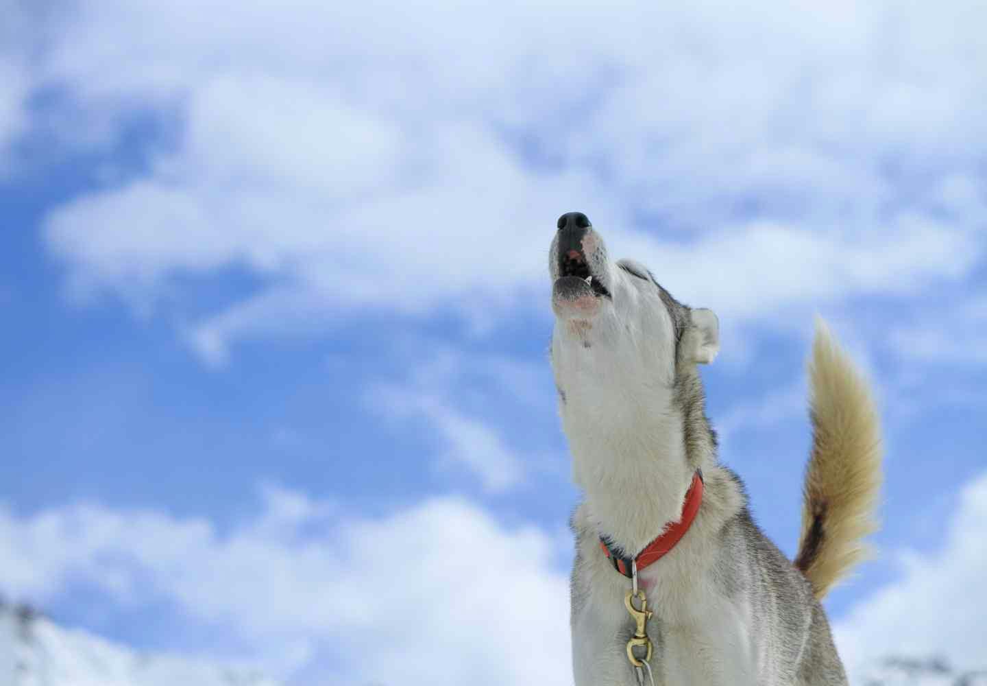 犬が遠吠えする理由とは？その裏にある心理とやめさせる方法を解説【獣医師監修】