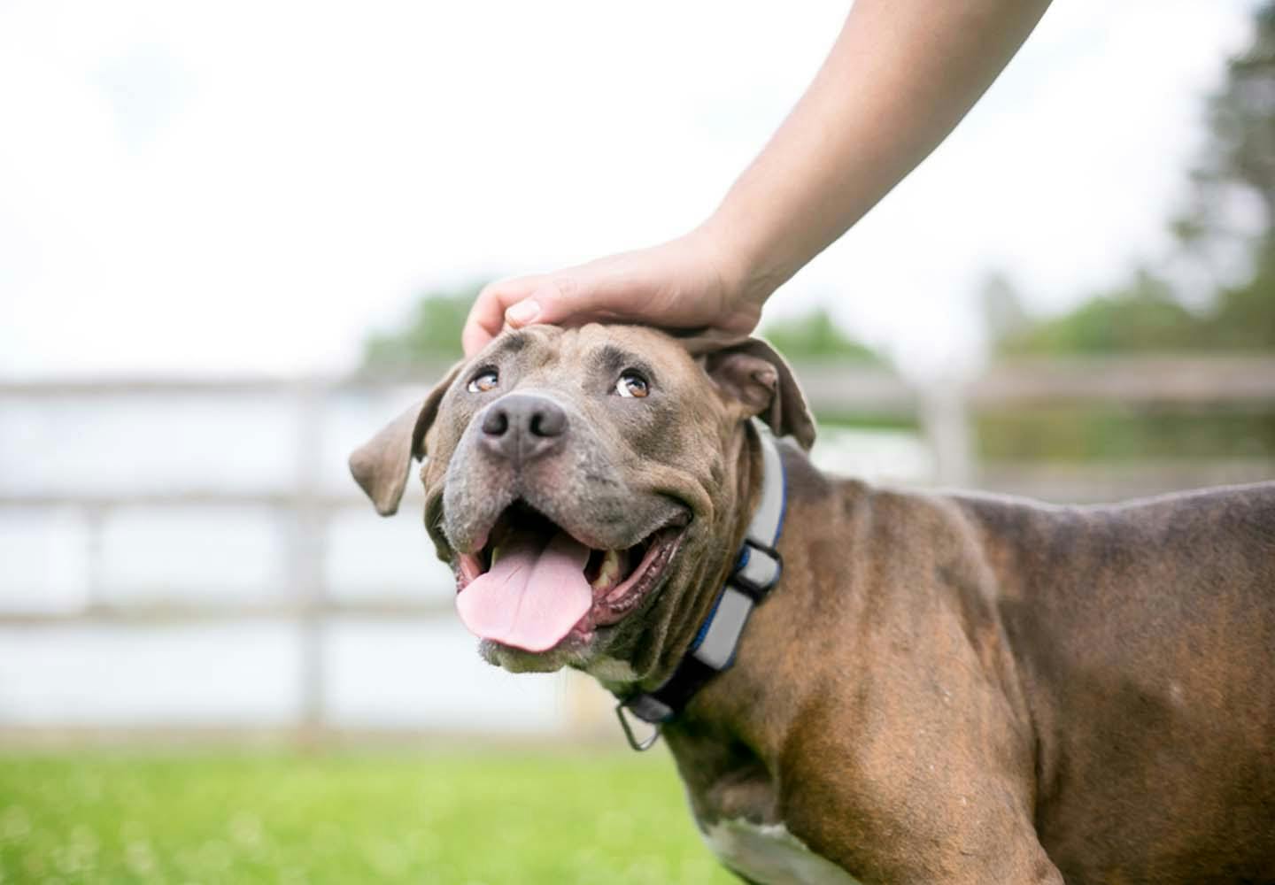 犬の性格は飼い主に似るって本当？性格を形成する要素を解説【獣医師監修】