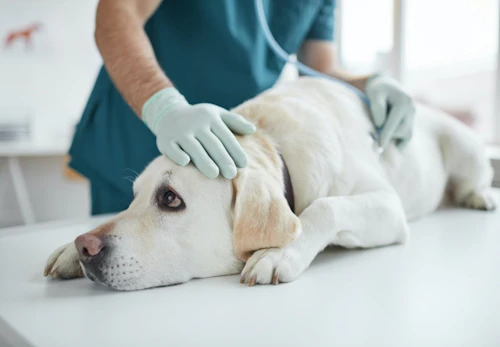 犬にコーヒーを与えるのはng カフェイン中毒の症状や誤飲したときの応急処置について解説 獣医師監修 わんクォール 犬にコーヒーを与えるのはng カフェイン中毒の症状や誤飲したときの応急処置について解説 獣医師監修 わんクォール