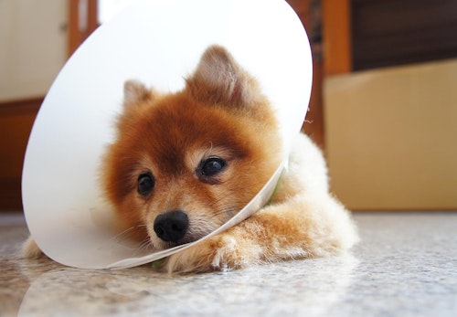 犬が去勢後に元気がない 必要なケアや注意点について解説 獣医師監修 わんクォール 犬が去勢後に元気がない 必要なケアや注意点について解説 獣医師監修 わんクォール