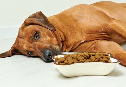 偏食 食べ渋り 食べムラ 犬がなかなかご飯を食べてくれないときの対処法8選 獣医師監修 わんクォール 偏食 食べ渋り 食べムラ 犬がなかなかご飯を食べてくれないときの対処法8選 獣医師監修 わんクォール