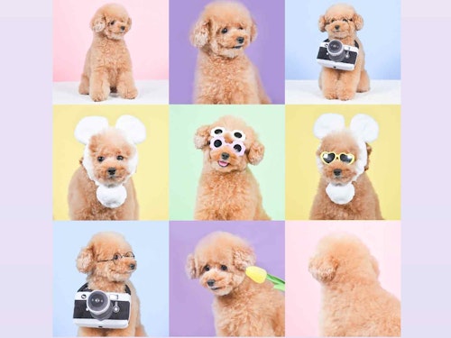【inuwotoru】愛犬の可愛さを最大限に引き出してくれる撮影システム　ぱすてるポーズ　スクエアデータ