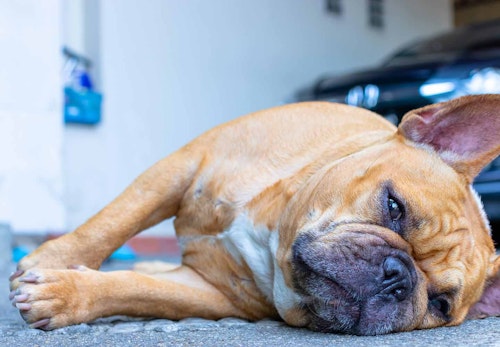 犬のしこり 腫瘍の原因は 考えられる病気や病院に連れて行くべき症状を解説 獣医師監修 わんクォール 犬のしこり 腫瘍の原因は 考えられる病気や病院に連れて行くべき症状を解説 獣医師監修 わんクォール