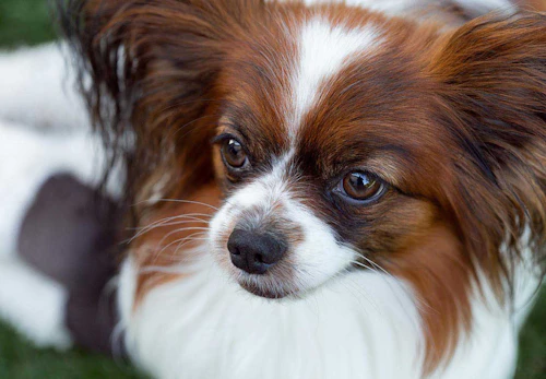 パピヨンの性格や特徴は 飼い方やしつけのコツについて解説 獣医師監修 わんクォール パピヨンの性格や特徴は 飼い方やしつけのコツについて解説 獣医師監修 わんクォール