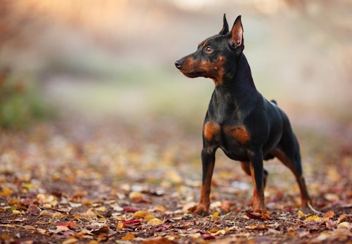 ミニチュア ピンシャー ミニピン の性格や特徴は 飼い方や寿命 しつけのコツについて解説 獣医師監修 わんクォール ミニチュア ピンシャー ミニピン の性格や特徴は 飼い方や寿命 しつけのコツについて解説 獣医師監修 わんクォール