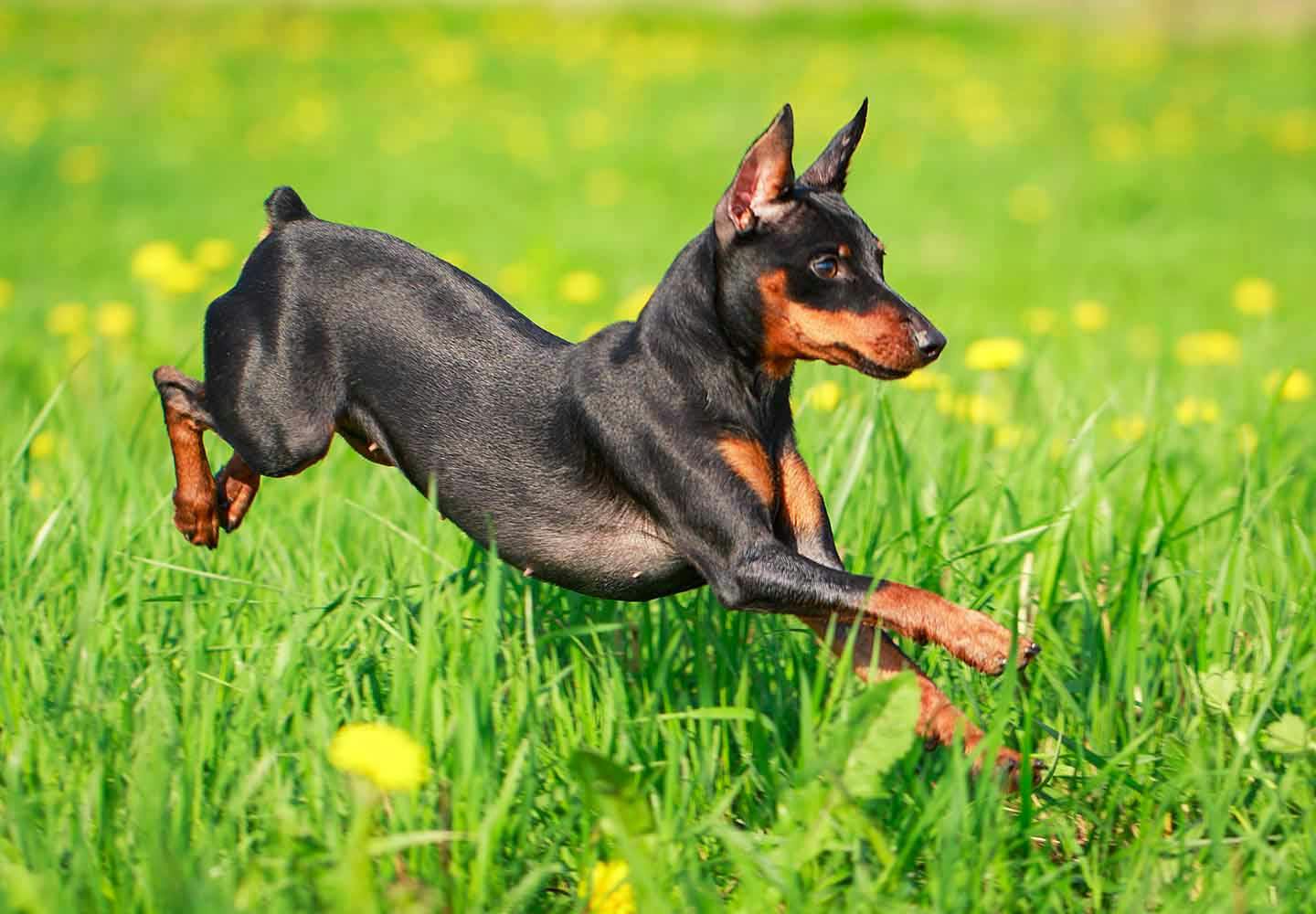 ミニチュア・ピンシャー（ミニピン）の性格や特徴は？飼い方や寿命