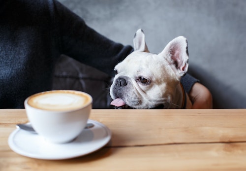 犬にコーヒーを与えるのはNG！ カフェイン中毒の症状や誤飲したときの応急処置について解説【獣医師監修】