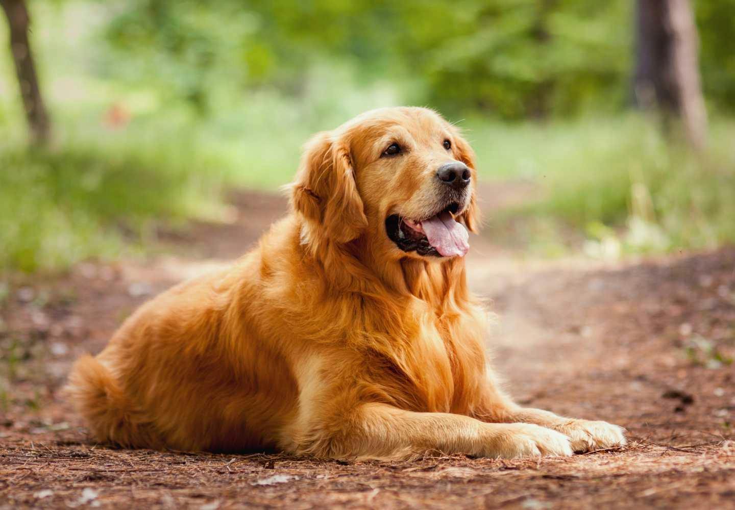 ゴールデン・レトリーバーの性格や特徴は？飼い方のコツや平均寿命