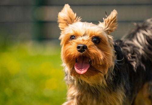 ヨークシャー テリア ヨーキー の性格や特徴は 飼い方のコツや寿命 かかりやすい病気について解説 獣医師監修 わんクォール ヨークシャー テリア ヨーキー の性格や特徴は 飼い方のコツや寿命 かかりやすい病気について解説 獣医師監修 わんクォール
