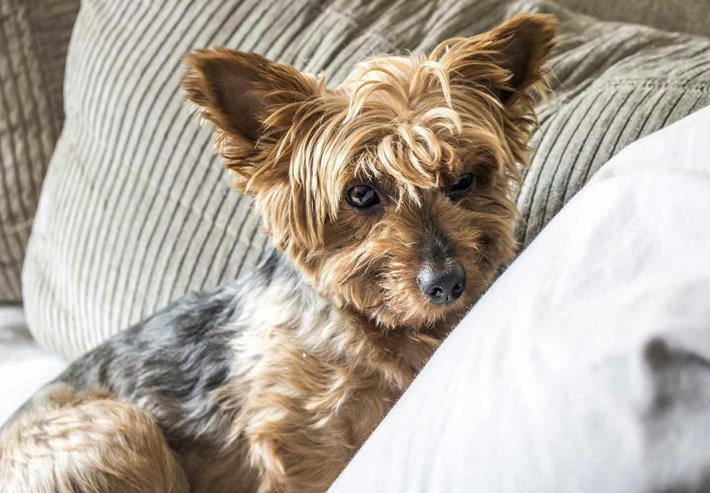 ☆rara ご確認用 ヨークシャーテリア ヨーキー ヨークシャー・テリア（ヨーキー）の性格や特徴は？飼い方のコツや寿命