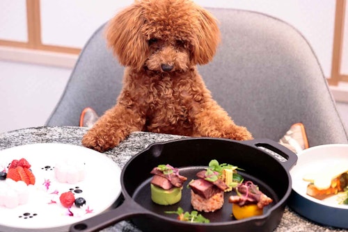 ヒルトン名古屋で獣医師監修の犬用コースメニューを味わう!愛犬との特別な日の思い出に