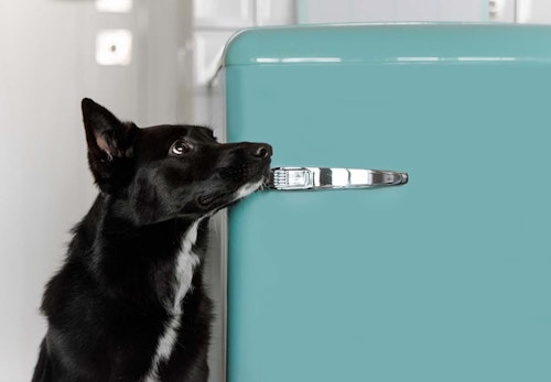 偏食 食べ渋り 食べムラ 犬がなかなかご飯を食べてくれないときの対処法8選 獣医師監修 わんクォール 偏食 食べ渋り 食べムラ 犬がなかなかご飯を食べてくれないときの対処法8選 獣医師監修 わんクォール