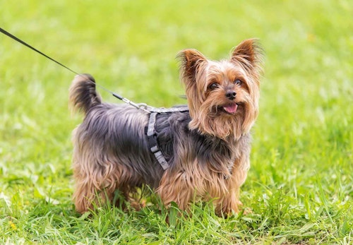 ヨークシャー テリア ヨーキー の性格や特徴は 飼い方のコツや寿命 かかりやすい病気について解説 獣医師監修 わんクォール ヨークシャー テリア ヨーキー の性格や特徴は 飼い方のコツや寿命 かかりやすい病気について解説 獣医師監修 わんクォール