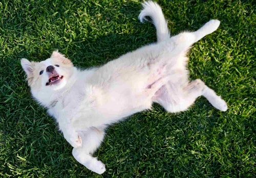 犬がお腹を見せる理由は服従心ではない 隠された心理を解説 獣医師監修 わんクォール 犬がお腹を見せる理由は服従心ではない 隠された心理を解説 獣医師監修 わんクォール