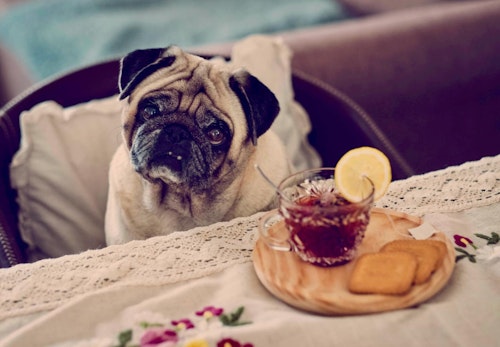 犬にお茶を飲ませても大丈夫 種類ごとのok Ng例と応急処置について解説 獣医師監修 わんクォール 犬にお茶を飲ませても大丈夫 種類ごとのok Ng例と応急処置について解説 獣医師監修 わんクォール