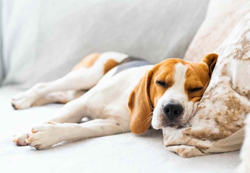 犬の寝方で分かることって リラックスした寝相と注意すべき寝相を解説 獣医師監修 わんクォール 犬の寝方で分かることって リラックスした寝相と注意すべき寝相を解説 獣医師監修 わんクォール