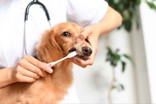【レビュー】愛犬の口臭ケアにおすすめな６つのアイテムをチェック！〜歯磨き・ジェル・スプレー〜