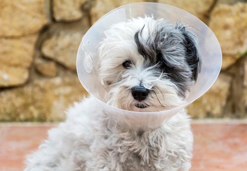 犬が去勢後に元気がない 必要なケアや注意点について解説 獣医師監修 わんクォール 犬が去勢後に元気がない 必要なケアや注意点について解説 獣医師監修 わんクォール