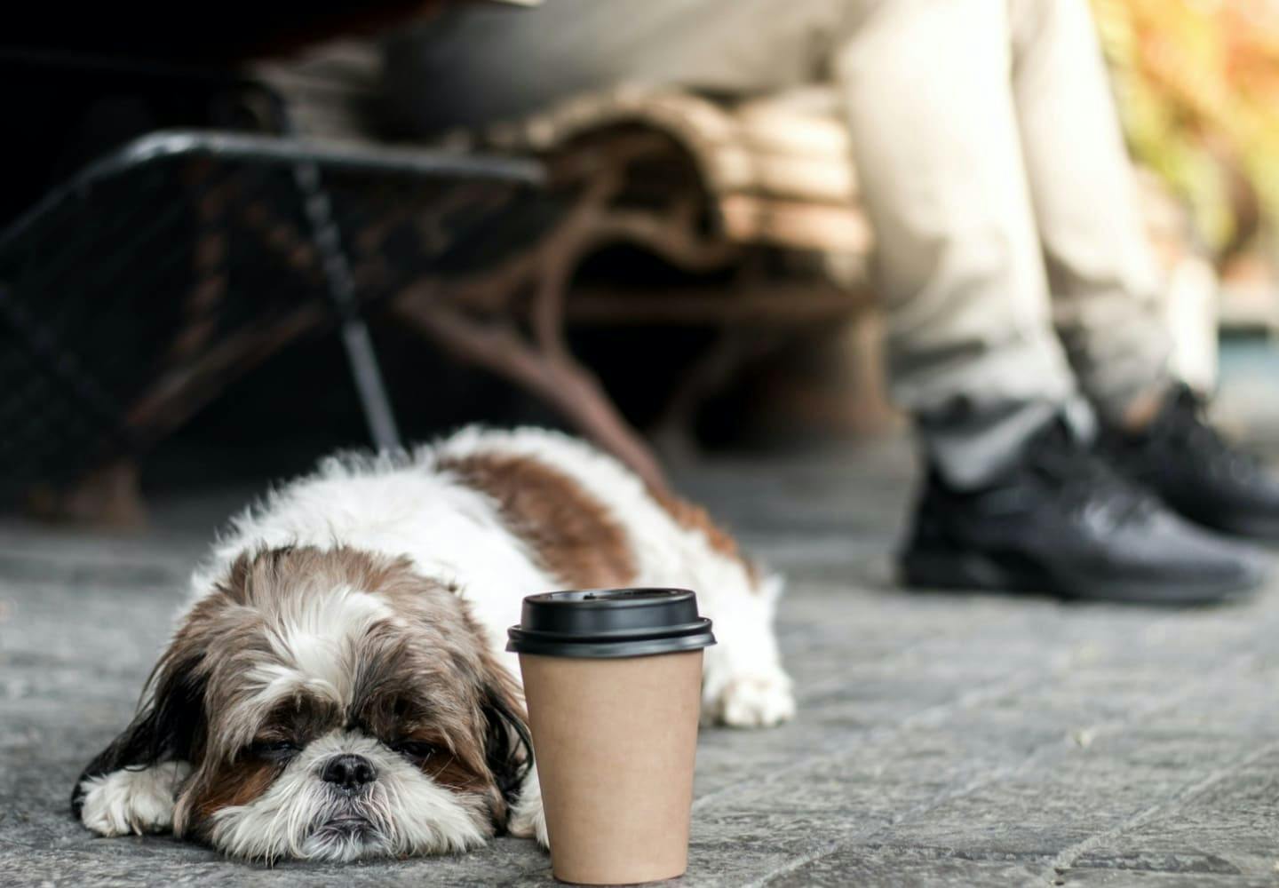 犬がカフェイン中毒になったときの症状