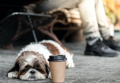 犬にコーヒーを与えるのはng カフェイン中毒の症状や誤飲したときの応急処置について解説 獣医師監修 わんクォール