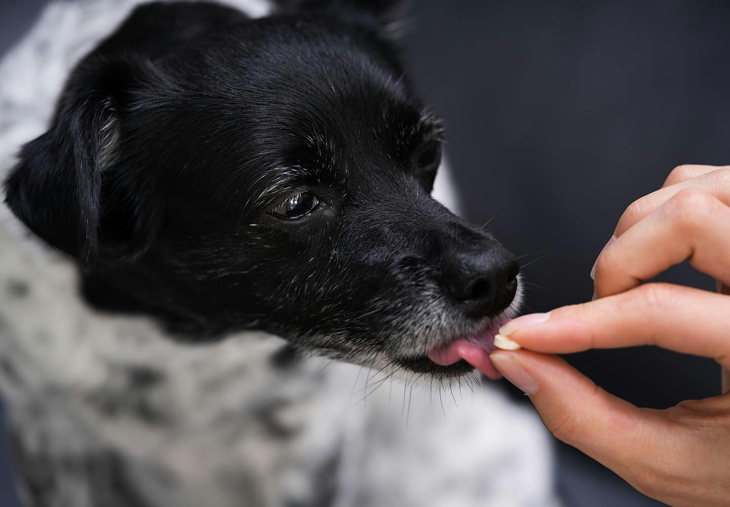 犬の薬の飲ませ方とは？上手に飲ませるコツと嫌がる時の対処法を解説【獣医師監修】