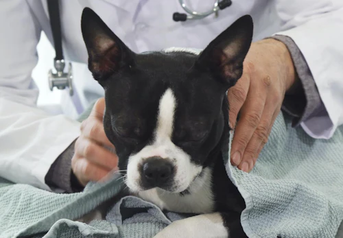 犬にお茶を飲ませても大丈夫 種類ごとのok Ng例と応急処置について解説 獣医師監修 わんクォール 犬にお茶を飲ませても大丈夫 種類ごとのok Ng例と応急処置について解説 獣医師監修 わんクォール