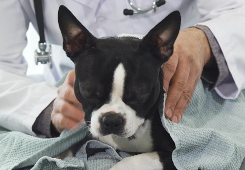 犬にお茶を飲ませても大丈夫 種類ごとのok Ng例と応急処置について解説 獣医師監修 わんクォール