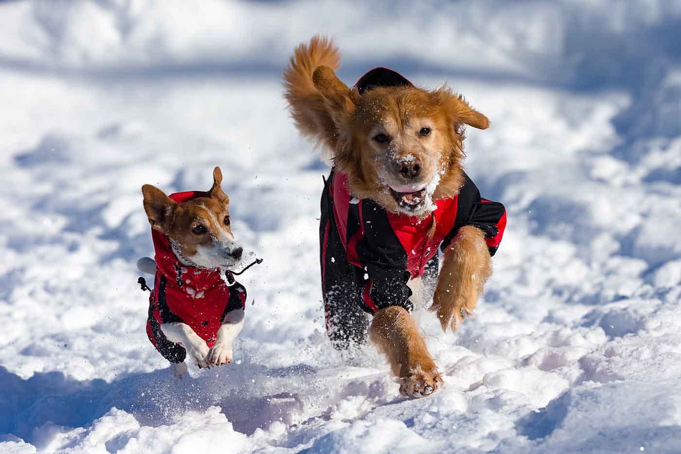 宿泊ご招待】大型犬もOK！コテージに愛犬と宿泊できる新潟『あてま高原リゾート ベルナティオ』の宿泊券をプレゼント|ワンクォール