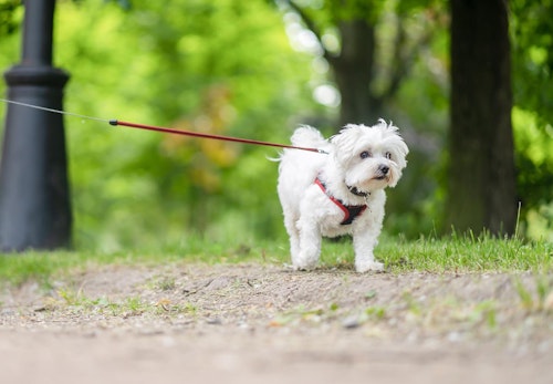 犬が去勢後に元気がない 必要なケアや注意点について解説 獣医師監修 わんクォール 犬が去勢後に元気がない 必要なケアや注意点について解説 獣医師監修 わんクォール