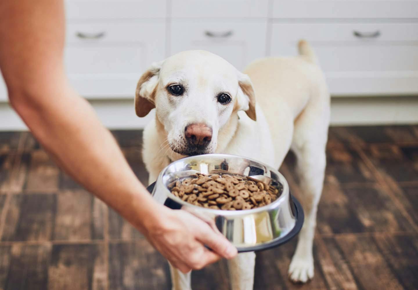 偏食・食べ渋り・食べムラ……犬がなかなかご飯を食べてくれないときの対処法8選【獣医師監修】