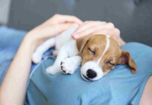犬が飼い主のお腹の上で寝る理由とは 寝方で分かる心理と注意点を解説 獣医師監修 わんクォール 犬が飼い主のお腹の上で寝る理由とは 寝方で分かる心理と注意点を解説 獣医師監修 わんクォール
