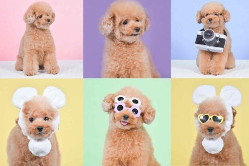 本格撮影 プロが撮る犬に特化した写真屋さん3選 愛犬とのかけがえのない瞬間をたくさん綺麗に残そう わんクォール 本格撮影 プロが撮る犬に特化した写真屋さん3選 愛犬とのかけがえのない瞬間をたくさん綺麗に残そう わんクォール