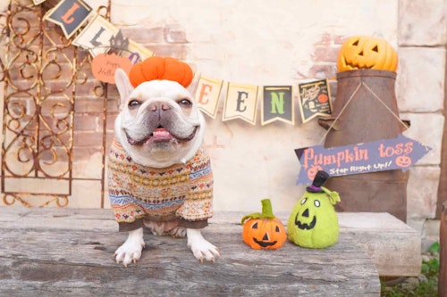 【型紙なし】愛犬用ハロウィンかぼちゃのベレー帽を手作り！初心者にもオススメの超簡単なハンドメイド♪
