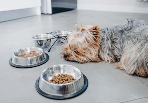 偏食 食べ渋り 食べムラ 犬がなかなかご飯を食べてくれないときの対処法8選 獣医師監修 わんクォール 偏食 食べ渋り 食べムラ 犬がなかなかご飯を食べてくれないときの対処法8選 獣医師監修 わんクォール