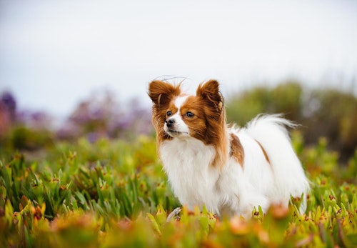 パピヨンの性格や特徴は 飼い方やしつけのコツについて解説 獣医師監修 わんクォール パピヨンの性格や特徴は 飼い方やしつけのコツについて解説 獣医師監修 わんクォール
