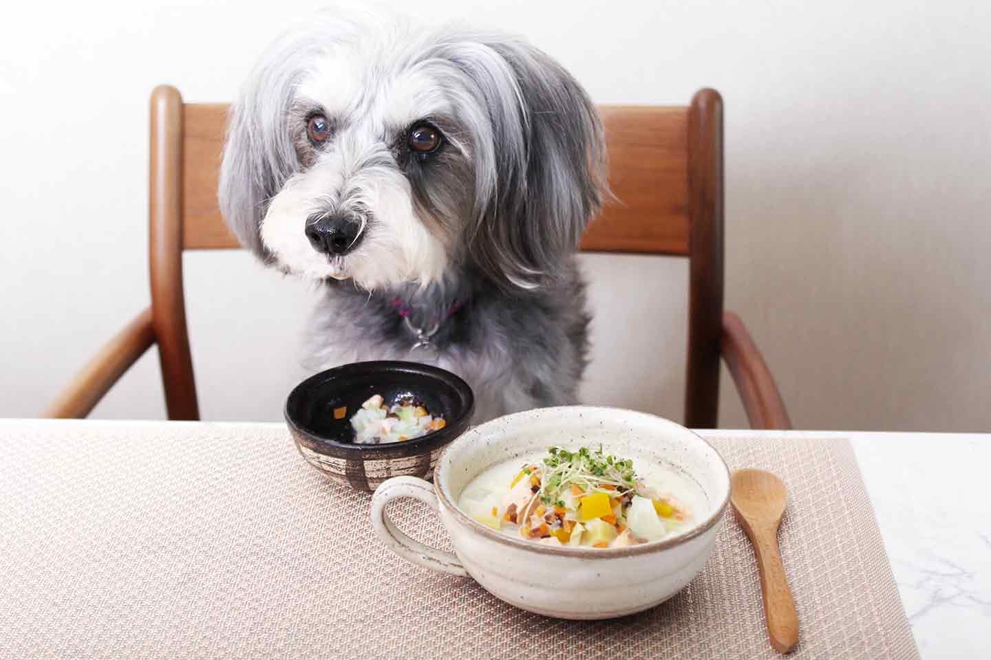 【冷え対策】高齢犬にもおすすめの鮭とかぶの豆乳スープ！胃腸・消化器系をケアして体の中から温めよう！