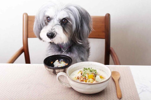 冷え対策 高齢犬にもおすすめの鮭とかぶの豆乳スープ 胃腸 消化器系をケアして体の中から温めよう わんクォール 冷え対策 高齢犬にもおすすめの鮭とかぶの豆乳スープ 胃腸 消化器系をケアして体の中から温めよう わんクォール