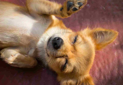 犬がお腹を見せる理由は服従心ではない 隠された心理を解説 獣医師監修 わんクォール 犬がお腹を見せる理由は服従心ではない 隠された心理を解説 獣医師監修 わんクォール