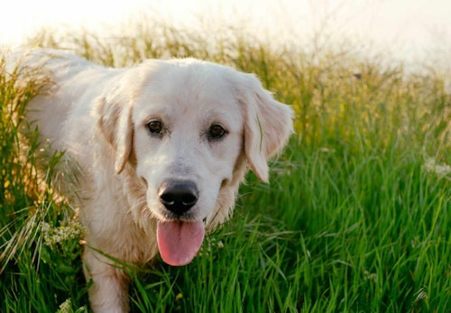 ラブラドール レトリーバーの性格や特徴は 飼い方のコツや注意点について解説 獣医師監修 わんクォール ラブラドール レトリーバーの性格や特徴は 飼い方のコツや注意点について解説 獣医師監修 わんクォール