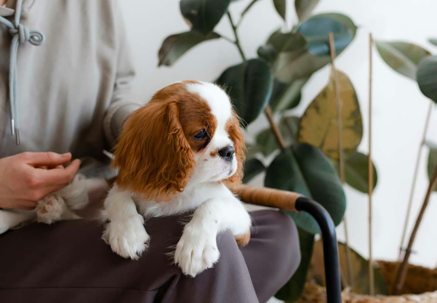 ウィンスタンレイの大きな犬、サイズ9！、キャバリア キング チャールズスパニエル ウィンスタンレイの大きな犬、サイズ9！、キャバリア キング