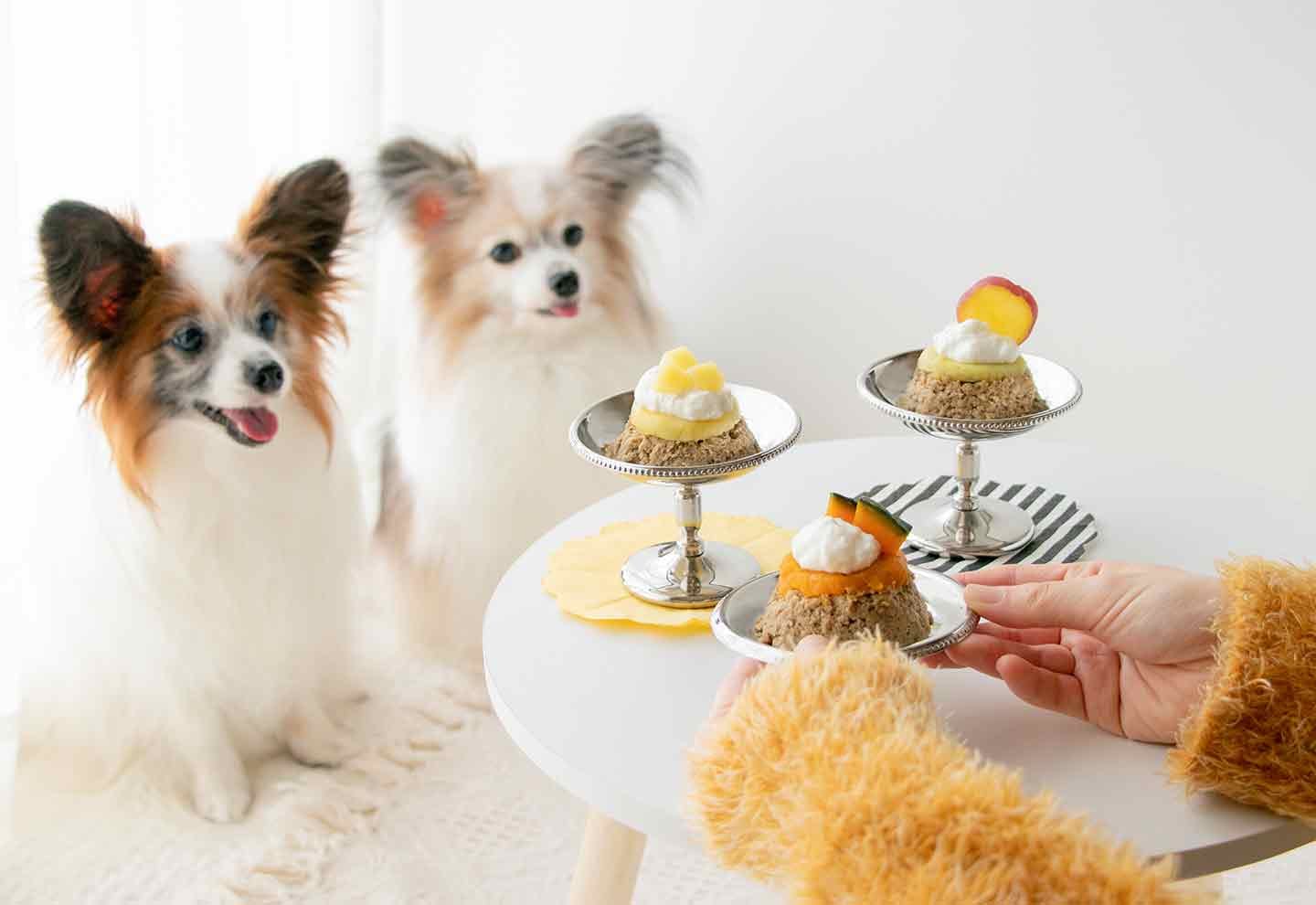 高齢犬も食べやすい】ドッグフードをプリン風にアレンジ！秋の甘みで