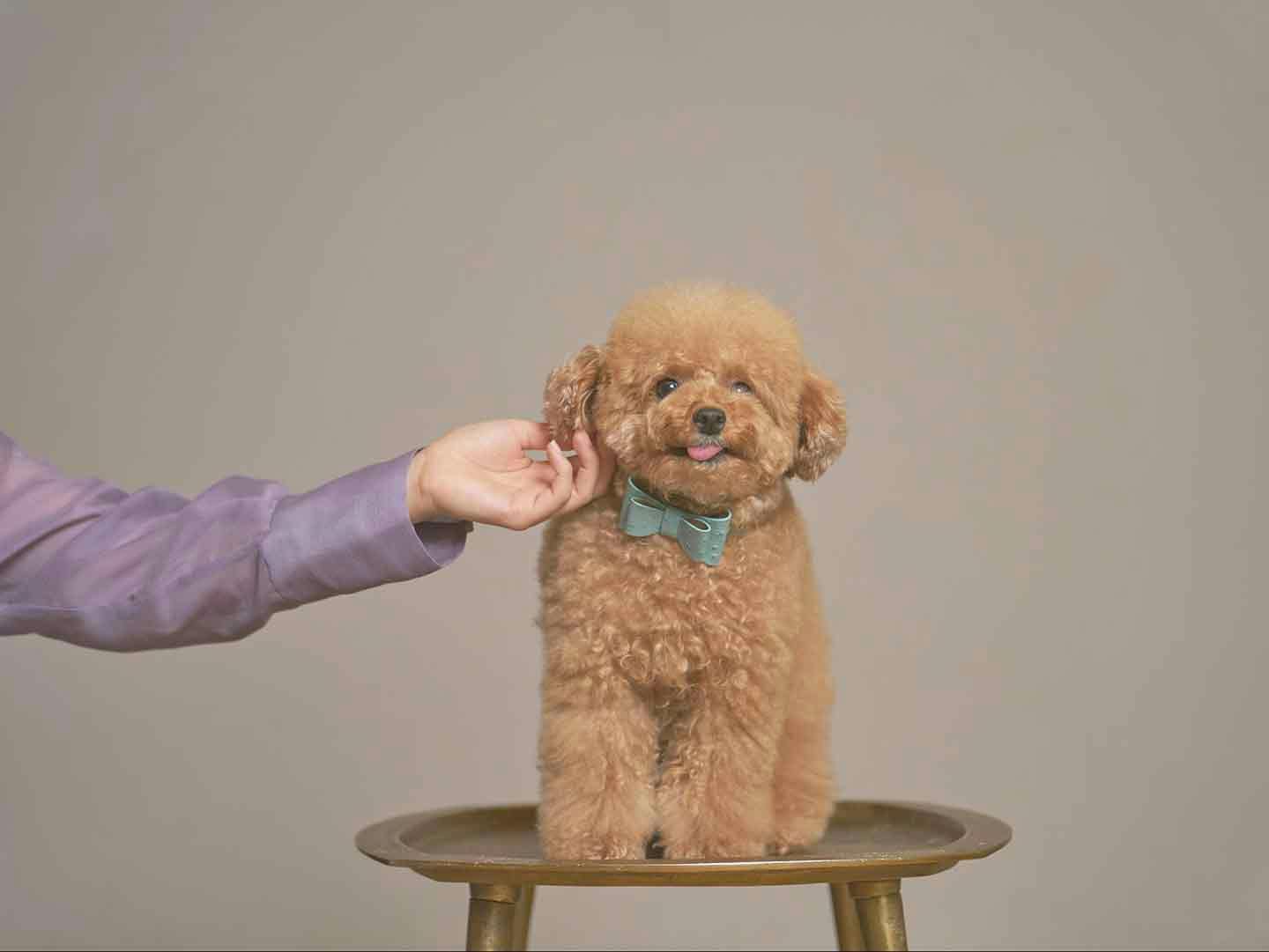 わんちゃん用 撮影台 スツール 子供用 わんちゃん用 撮影台 スツール 子供用