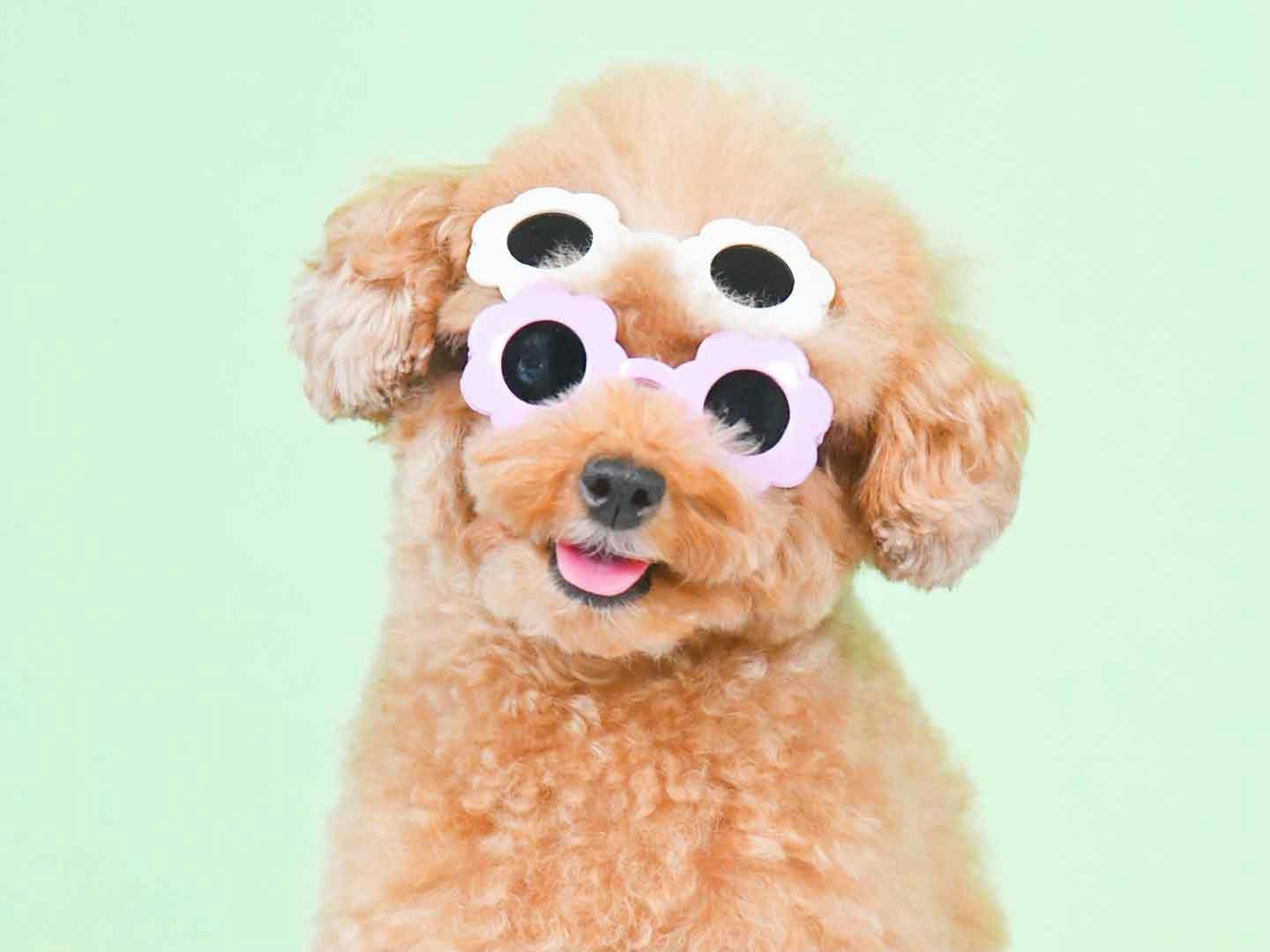 【inuwotoru】愛犬の可愛さを最大限に引き出してくれる撮影システム　ぱすてるポーズ