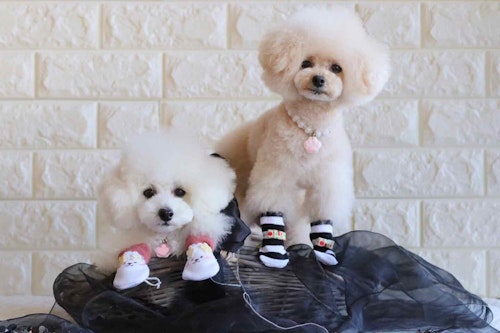 裁縫なし 滑りにくい 脱げにくい愛犬用の靴下 肉球の保護 防寒 熱 滑り防止 災害避難時の対策に わんクォール 裁縫なし 滑りにくい 脱げにくい愛犬用の靴下 肉球の保護 防寒 熱 滑り防止 災害避難時の対策に わんクォール