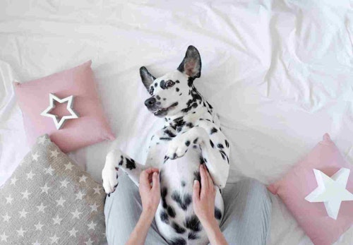 犬がお腹を見せる理由は服従心ではない 隠された心理を解説 獣医師監修 わんクォール 犬がお腹を見せる理由は服従心ではない 隠された心理を解説 獣医師監修 わんクォール