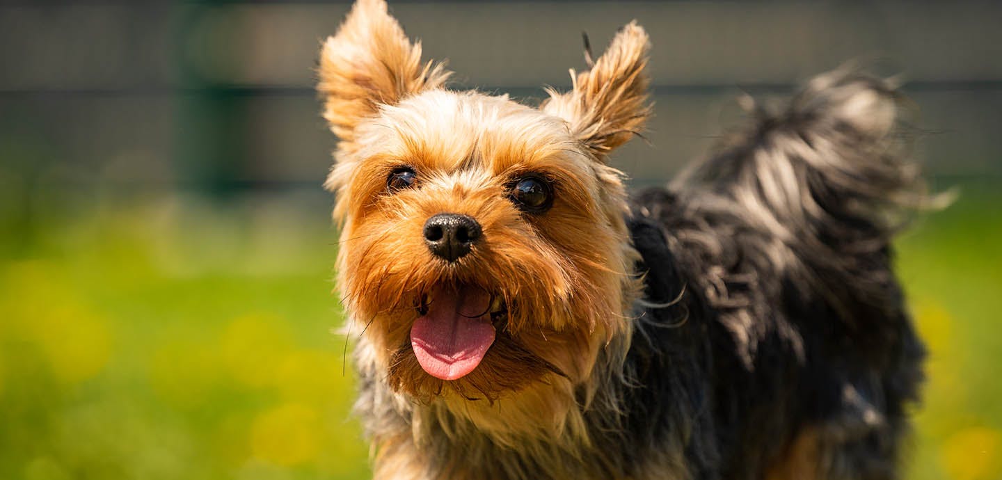 cc3b100a-yorkie_yorkie_pctop.