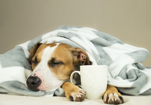犬にお茶を飲ませても大丈夫 種類ごとのok Ng例と応急処置について解説 獣医師監修 わんクォール 犬にお茶を飲ませても大丈夫 種類ごとのok Ng例と応急処置について解説 獣医師監修 わんクォール
