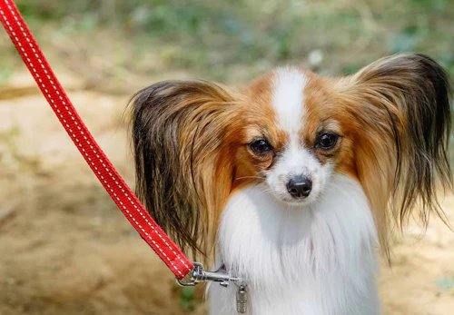 パピヨンの性格や特徴は 飼い方やしつけのコツについて解説 獣医師監修 わんクォール パピヨンの性格や特徴は 飼い方やしつけのコツについて解説 獣医師監修 わんクォール